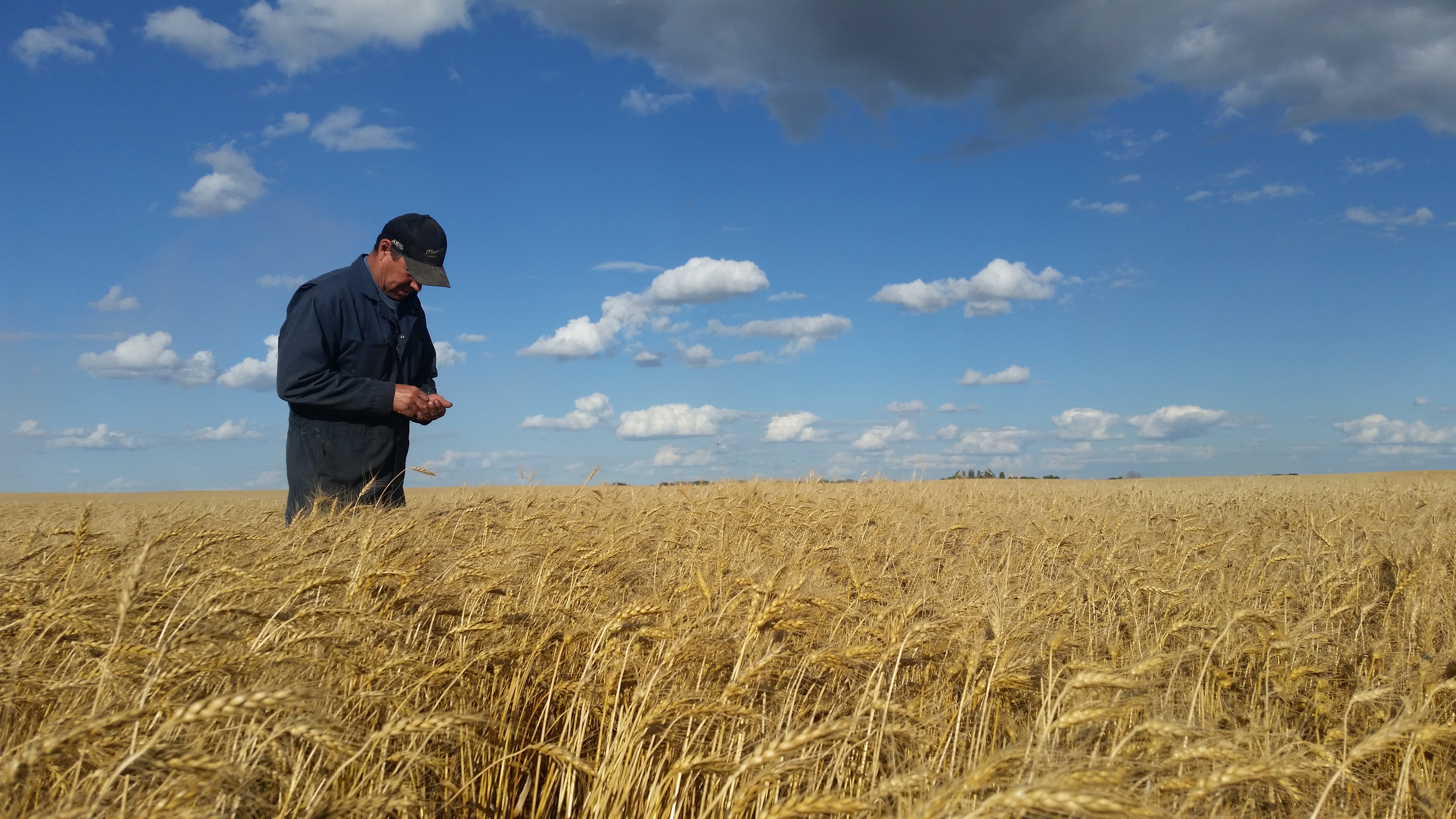 Assessing wheat trial prior to harvest.